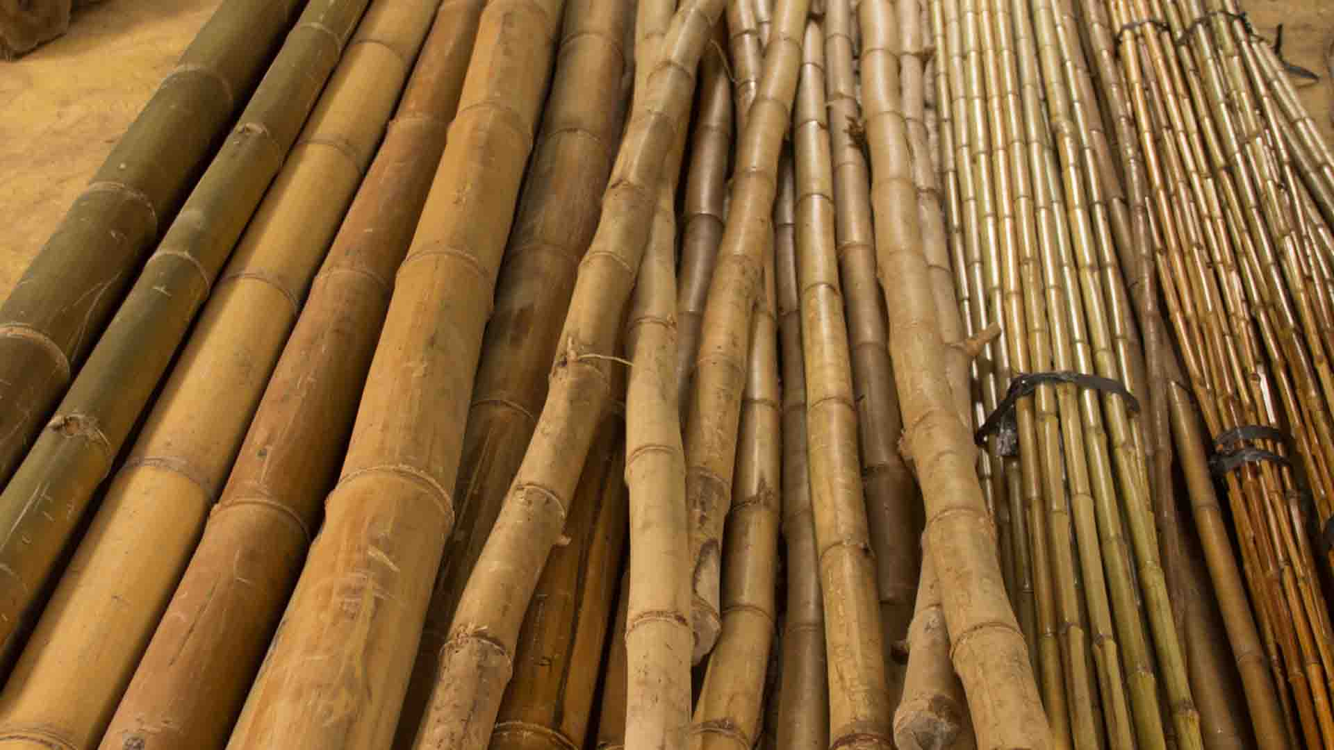 Bambu Alam